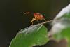 223802 – Photo : D. Martinez – Philippines